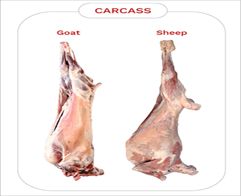 Carcass