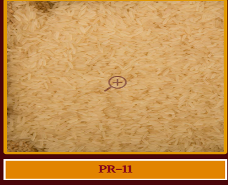 PR-11 Basmati rice
