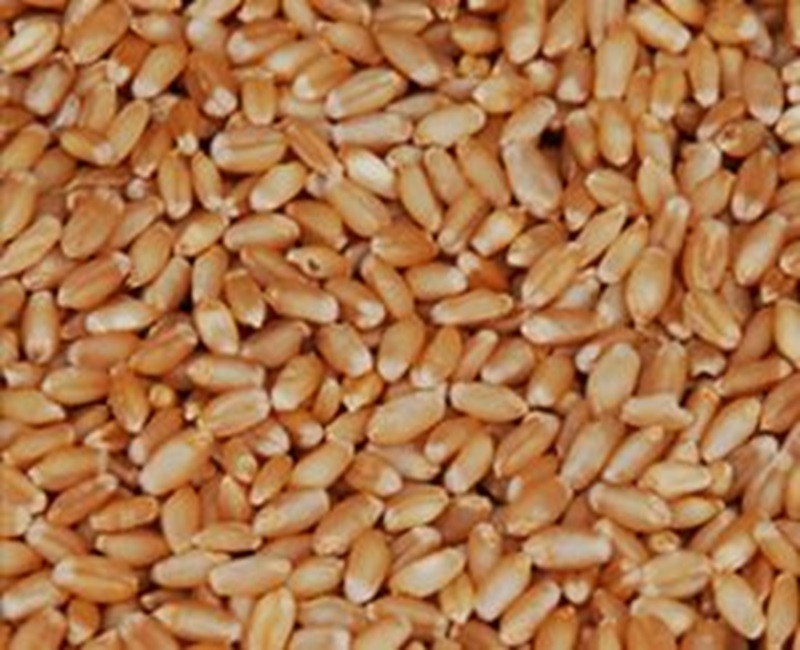 Tukdi Sharbati Wheat