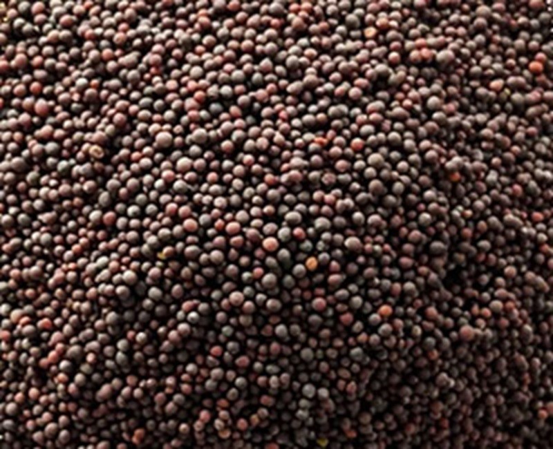 Mustard Seed (Sarisha) Black