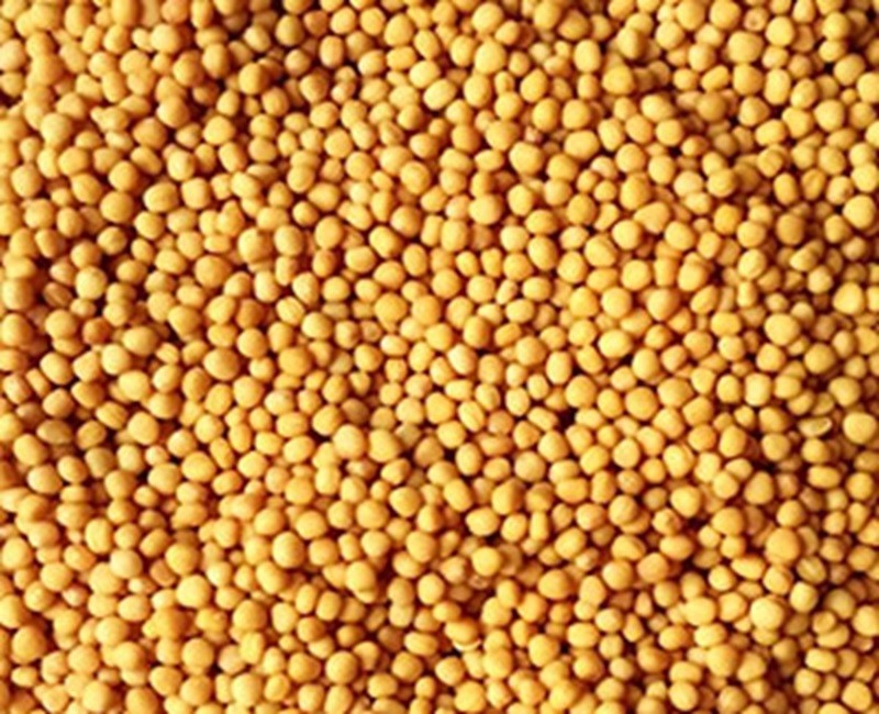 Mustard Seed (Sarisha) yellow