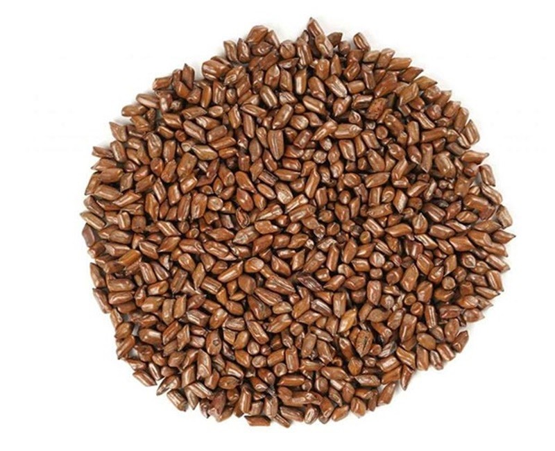 Cassia Tora