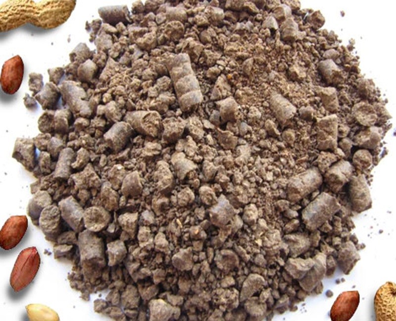 Peanut (groundnut)
