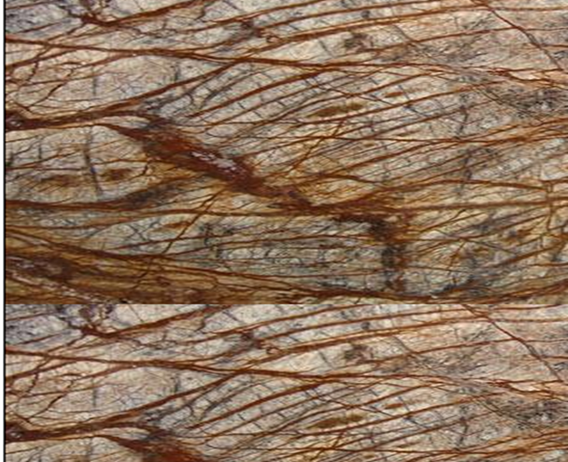 Rain Forest Brown