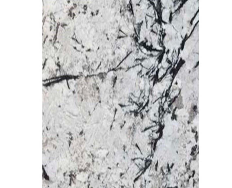 Paradonia white